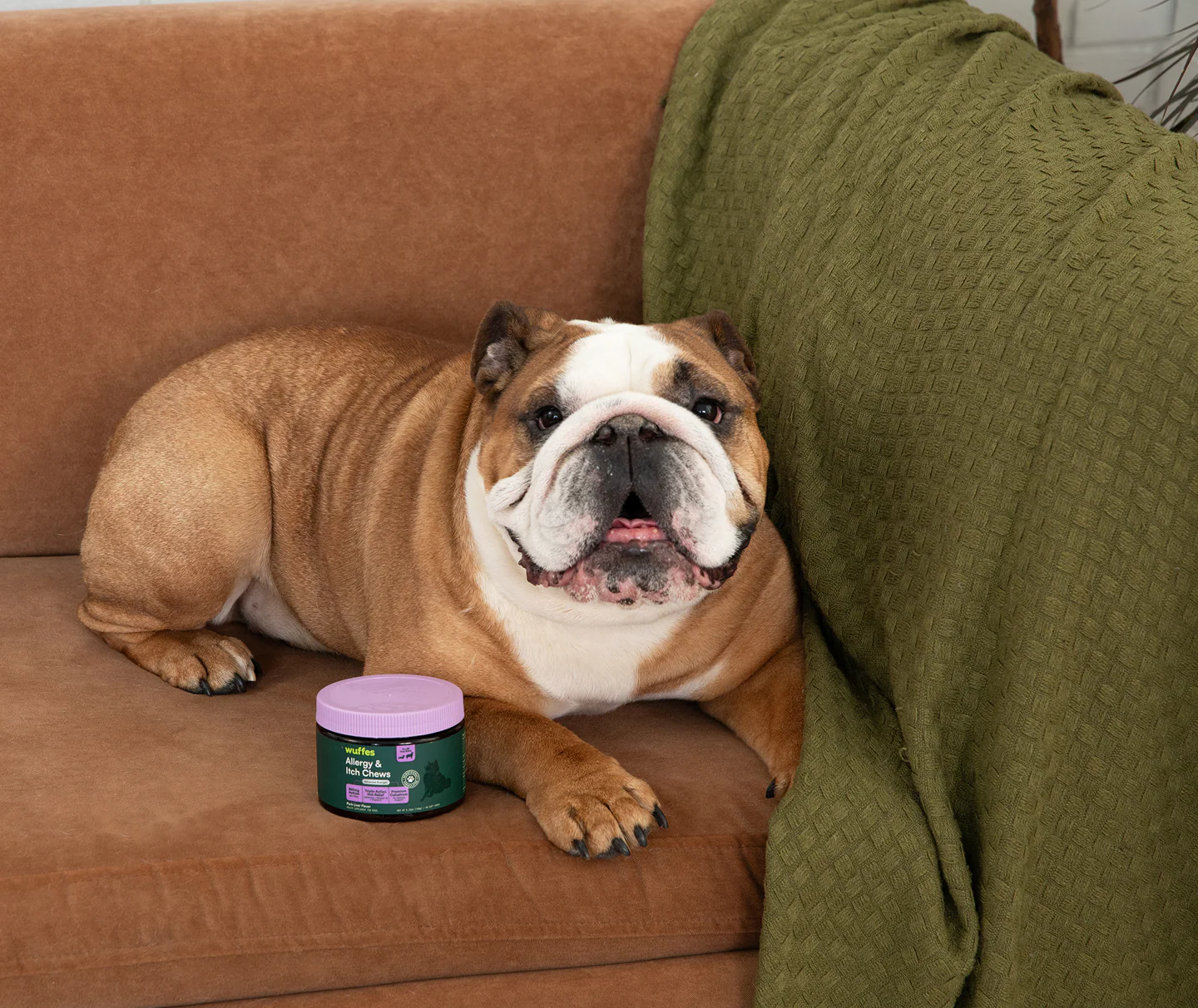 Science-Backed Care Dogs Love